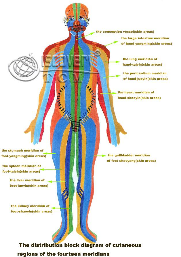 Figure 1 Acupuncture Meridian (Source from www.pintrest.com)